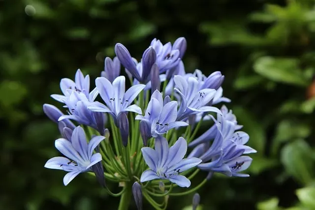 how to grow agapanthus ultimate guide