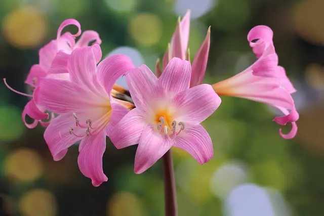 how to grow amaryllis step by step