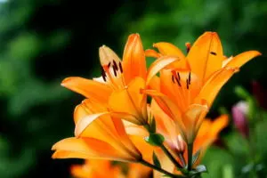 how to grow daylilies hemerocallis guide