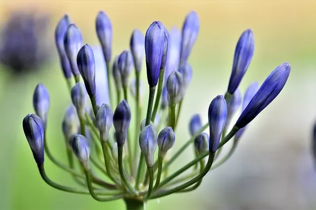 how to propagate agapanthus
