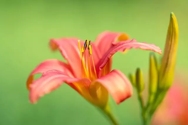 how to propagate daylilies