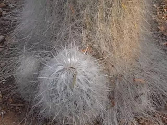 how to propagate old man cactus