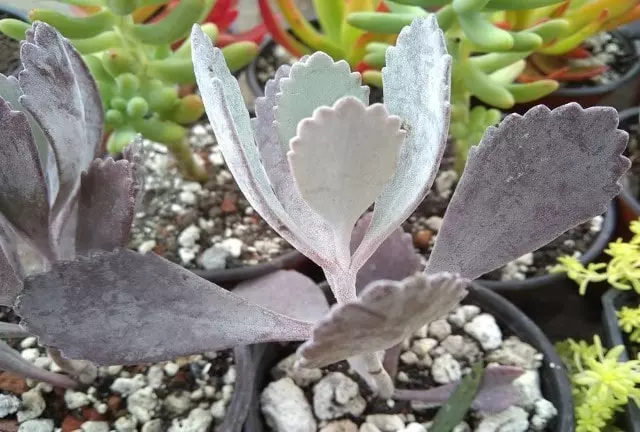kalanchoe pumila care substrate
