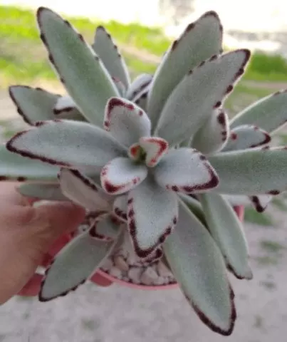 kalanchoe tomentosa care ultimate guide