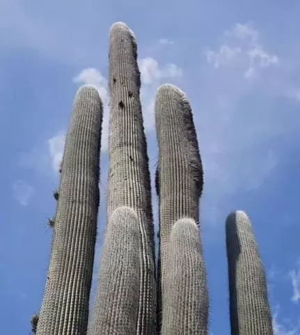 old man cactus care Cephalocereus senilis Care