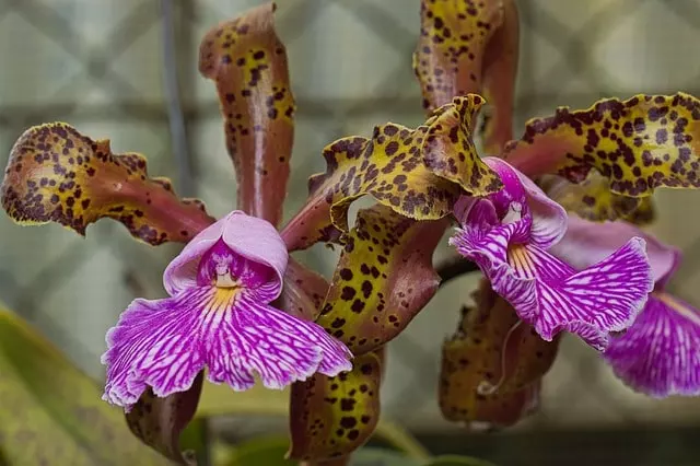 orchids of costa rica the most complete guide