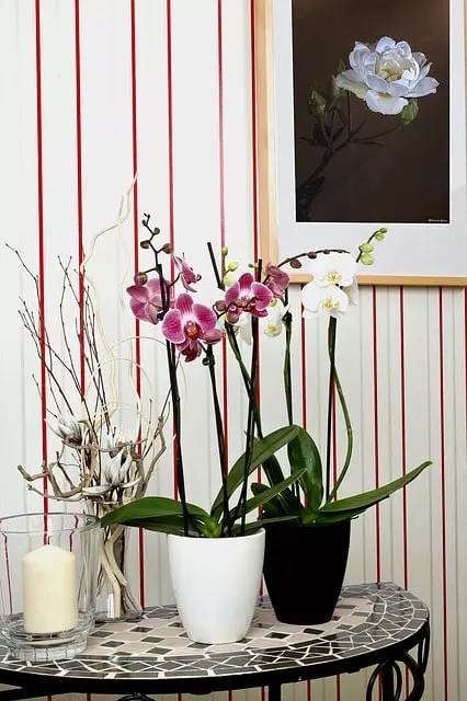 pot orchid guide