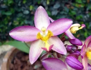 terrestrial orchids complete growing guide