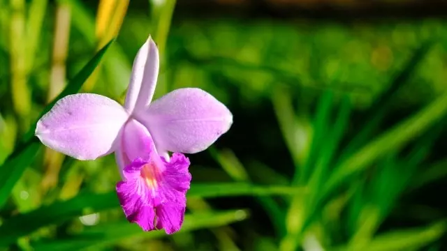 types of costa rica orchids