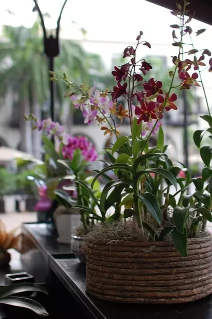 what are the best pots for orchids 
