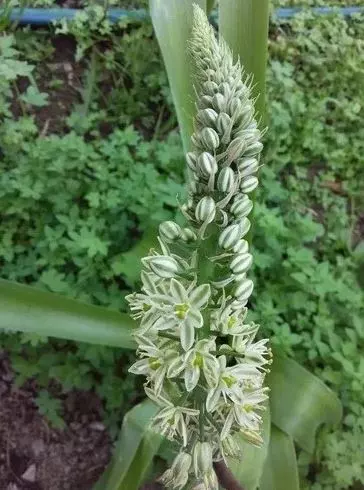flowering pregnant onion plant