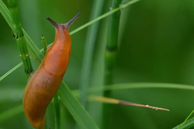 home remedies for slugs natural and ecological