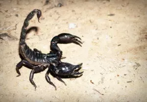 how to get rid of scorpions do it yourself