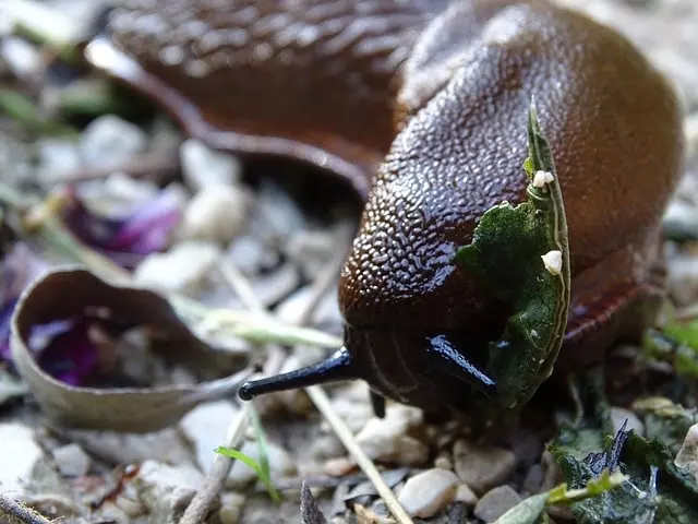 how to get rid of slugs in garden