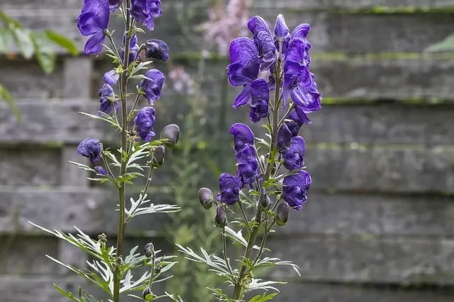how to grow aconite step by step