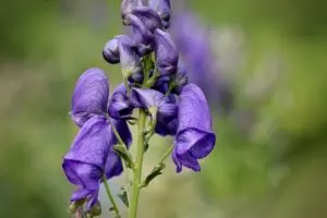 how to grow aconite ultimate guide