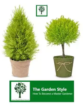 Lemon Cypress Tree Care Guide The, Cypress Tree Care Landscaping Inc