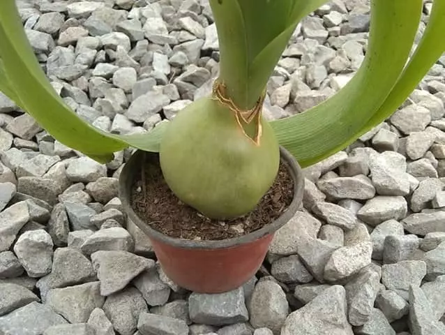 how to propagate pregnant onion plant Baby Onion Plant in our Garden. Potted Pregnant onion succulent. 