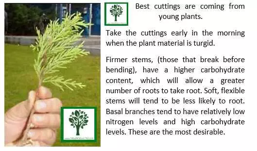 how to select cuttings for lemon cypress tree propagation lemon cypress care lemon cypress tree care