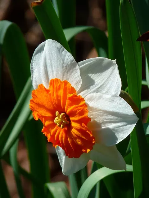 planting daffodil bulbs orange narcissus daffodil