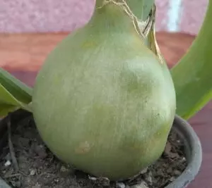 pregnant onion plant guide for beginners