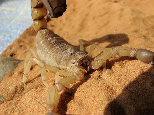 what to do if scorpion bites you