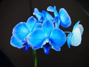blue orchid characteristics and meaning