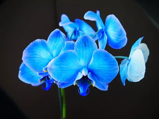 blue orchid characteristics and meaning Indoor Plants Exotic How Often Water Indoor Plants 