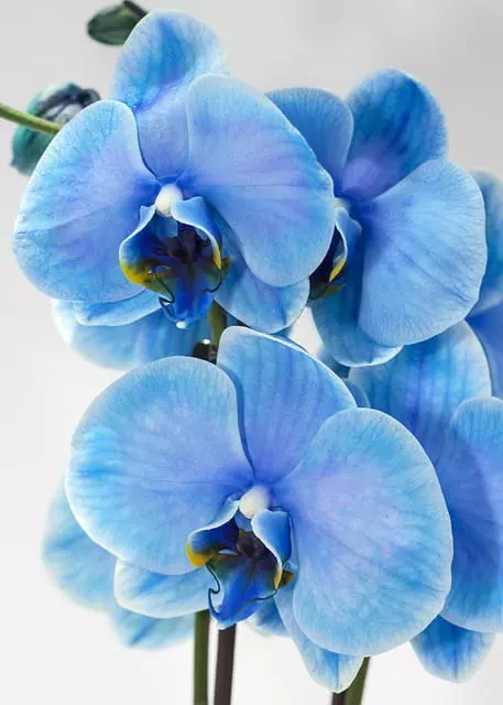 blue orchid natural or artificial
