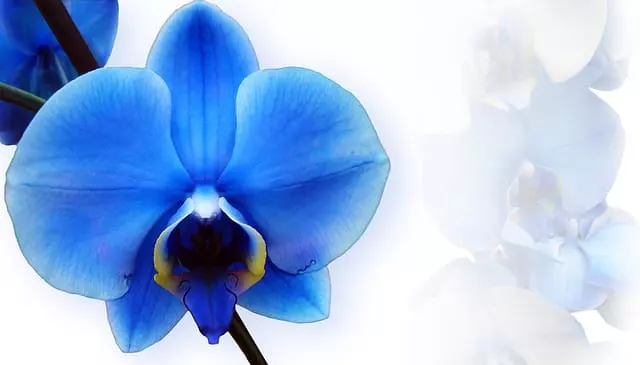 blue phalaenopsis orchid