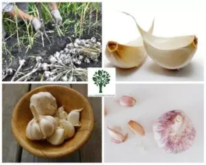 how to grow garlic from a clove ultimate guide