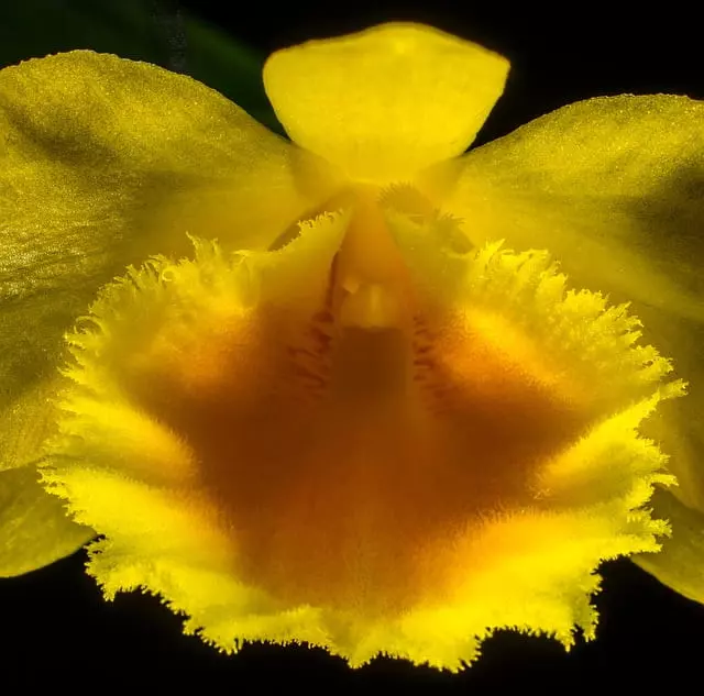 most common yellow flower
