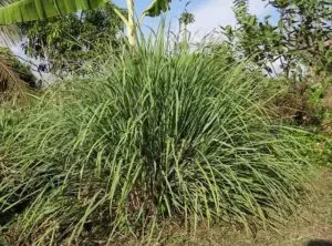 types of citronella plants keeps mosquitoes away