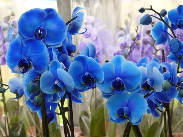 vanda coeruela blue orchid