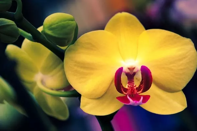 yellow orchid characteristics and meaning