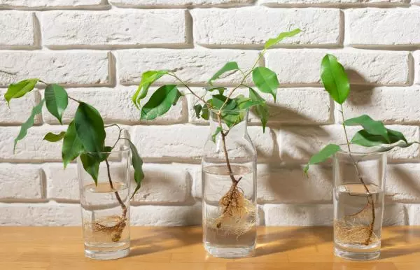 how to root cuttings in water