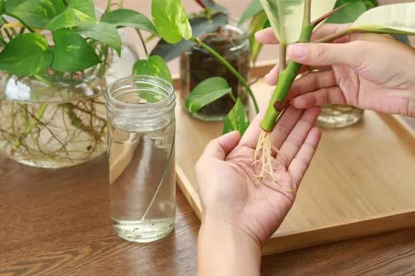 how to root cuttings step by step