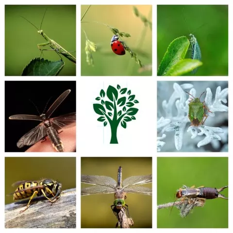 beneficial insects for garden garden allies