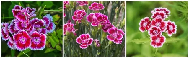 carnations species