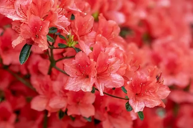 characteristics of the rhododendron