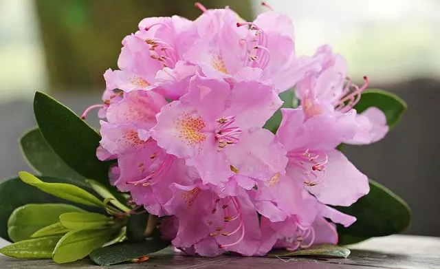 fertilizer and other rhododendrons care