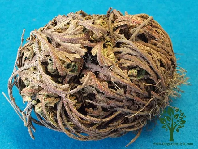 how to care for a rose of jericho
