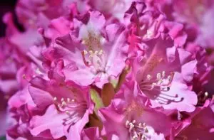 how to care for rhododendrons guide