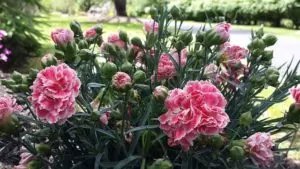 how to grow carnations different ways