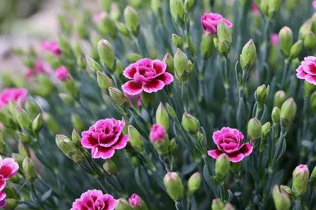 how to grow carnations from cuttings