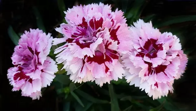 how to grow carnations from seed