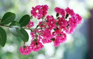 prune crepe myrtle how to prune and when to prune