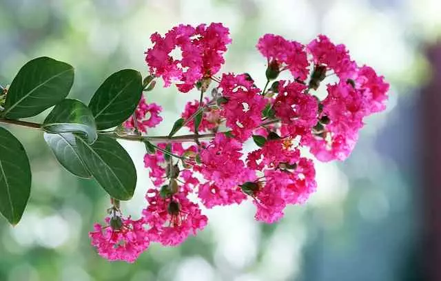 crepe myrtle tree How to Save a Dying Crepe Myrtle Crape Myrtle Bonsai Care