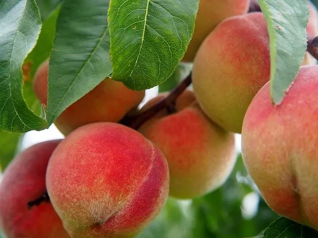 how tu prune peach tree step by step
