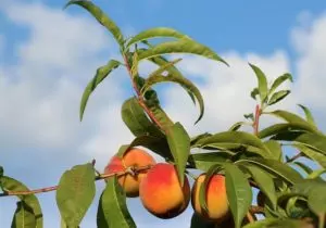 how to prune peach trees and when to prune peach trees